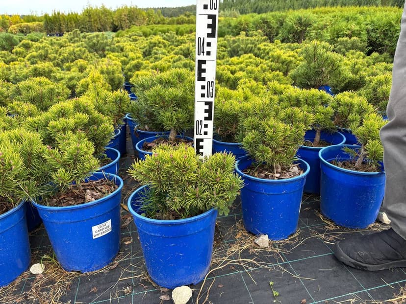 Сосна горная Карстенс Винтерголд