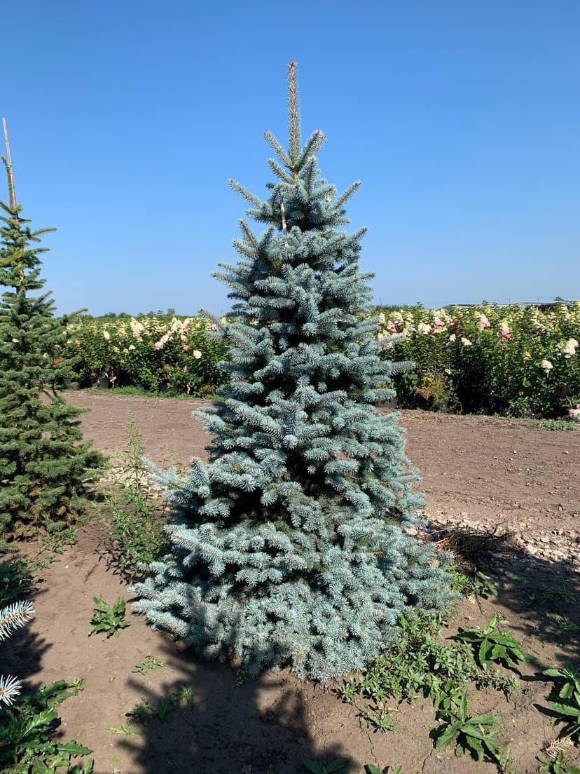 Ель колючая Ольденбург