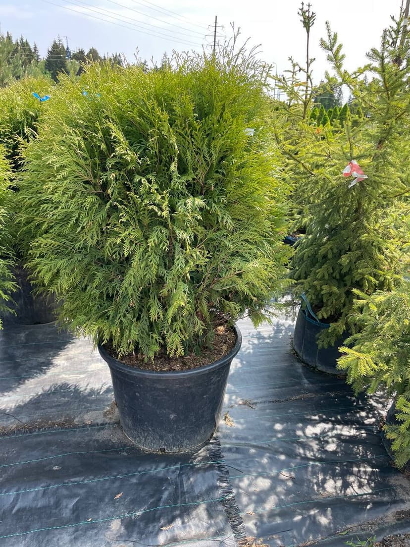 Туя западная Глобоза