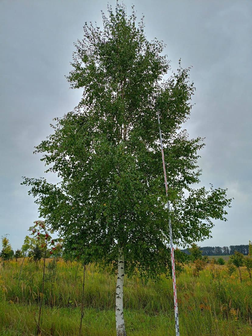 Береза обыкновенная
