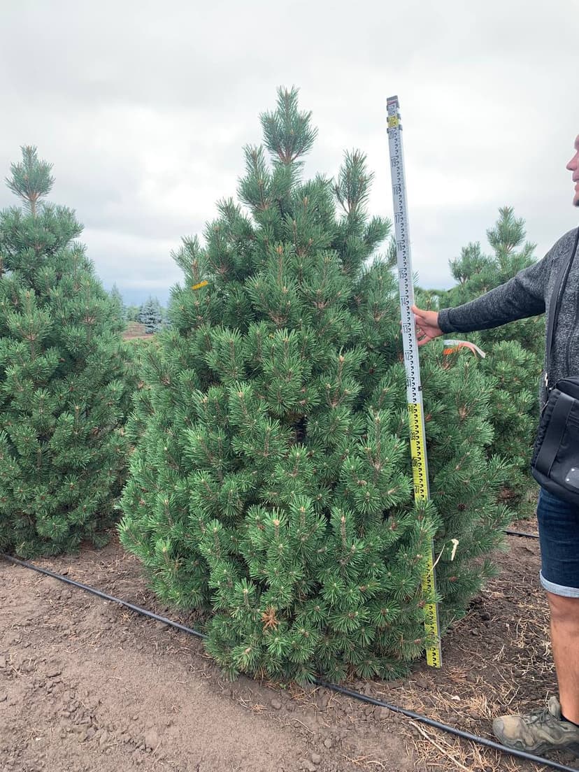 Сосна горная Колумнарис