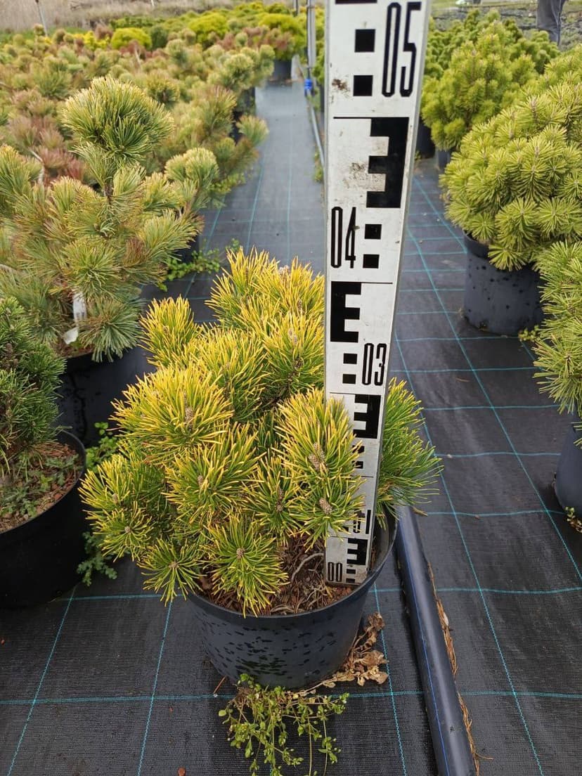 Сосна горная Винтер Голд