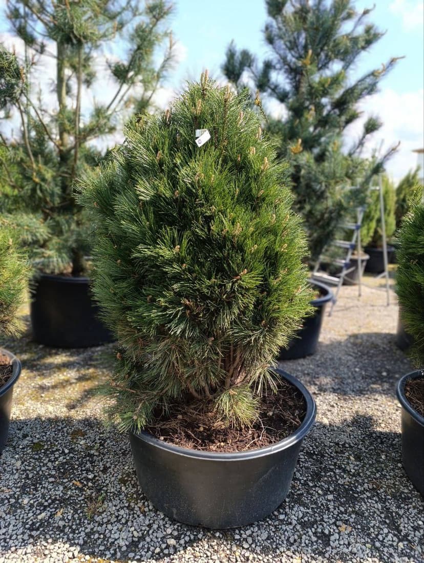 Сосна черная Смолл Тавер