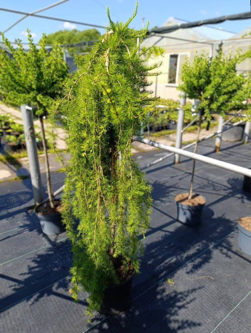 Лиственница европейская Пули