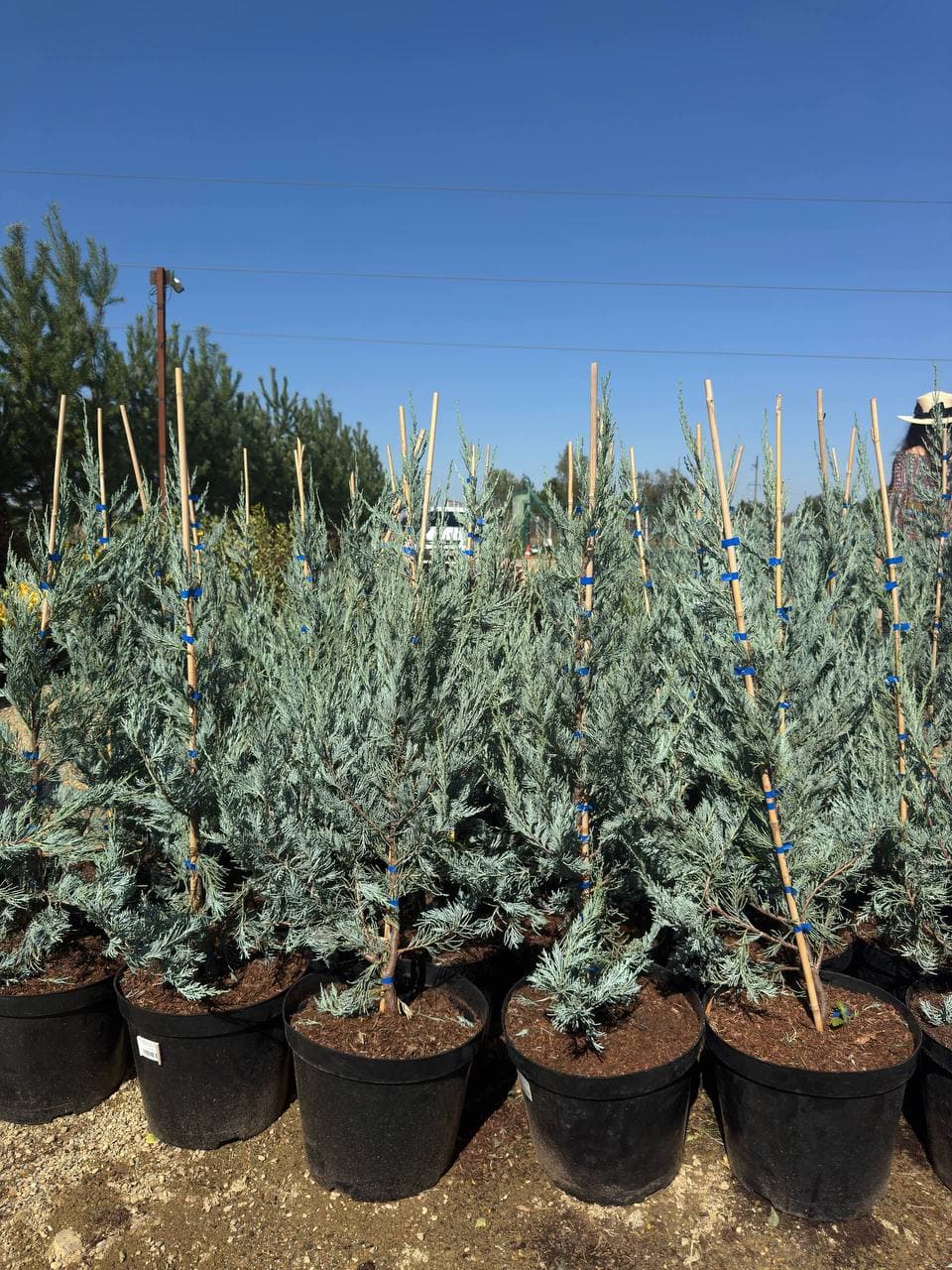 Можжевельник скальный Блю Хевен - изображение 1