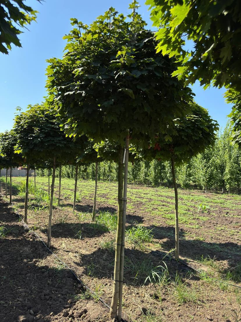 Клен остролистный Глобозум