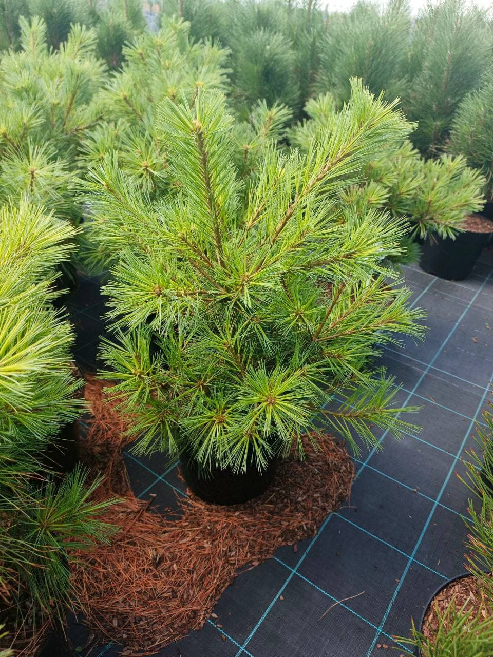 Сосна веймутова Минима - изображение 1