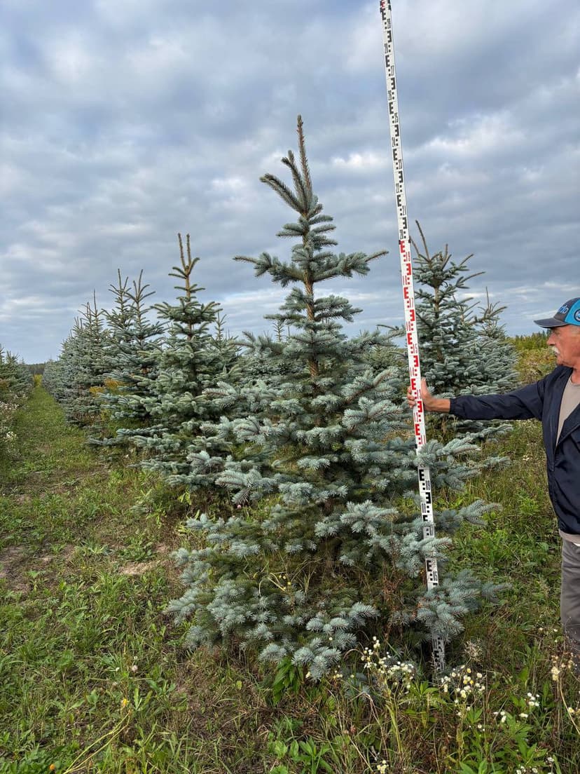 Ель колючая Эдит