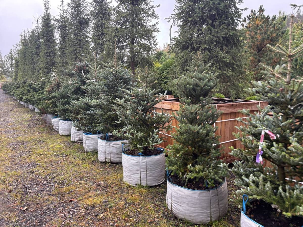 Пихта корейская Сильберлок - изображение 1