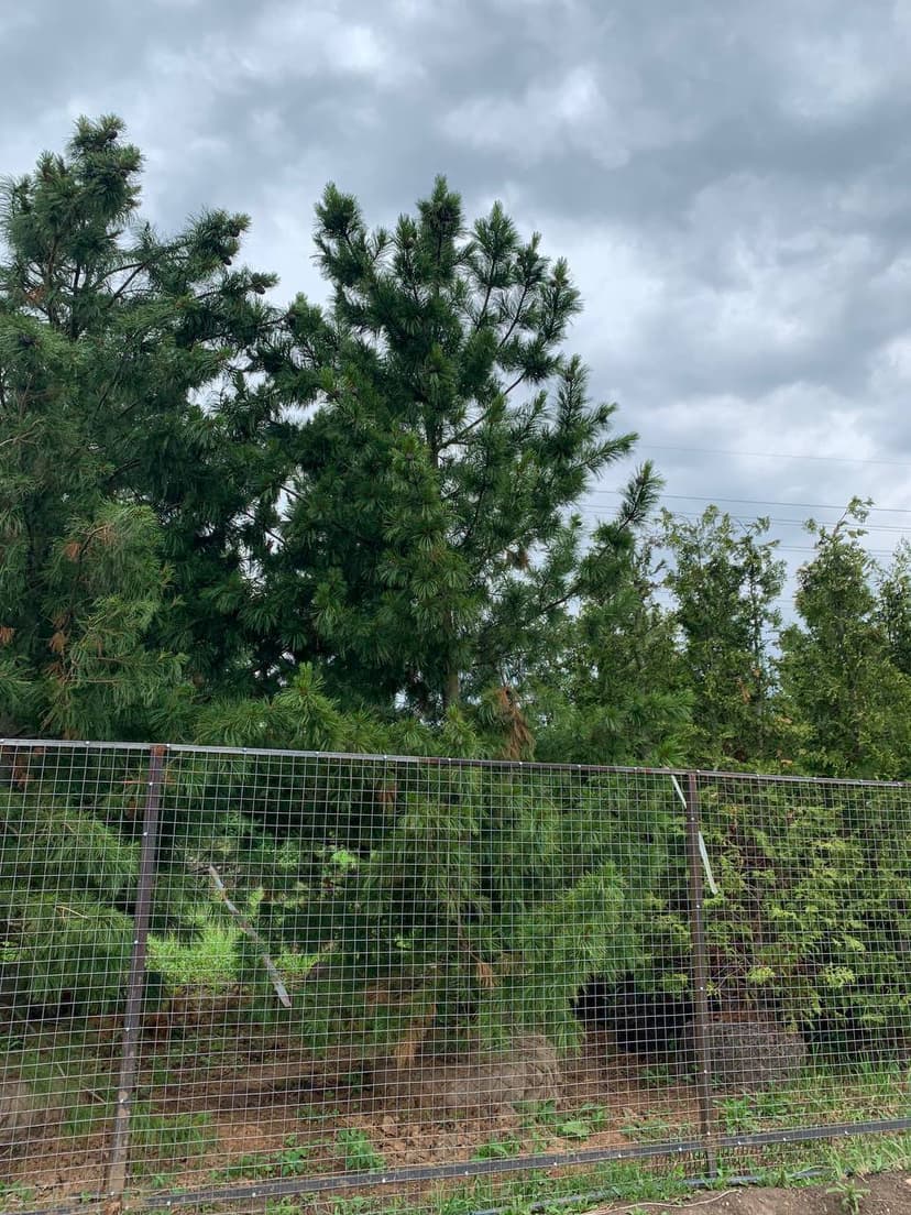 Сосна кедровая