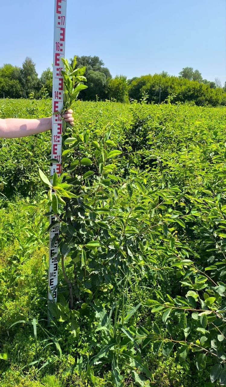 Ирга канадская