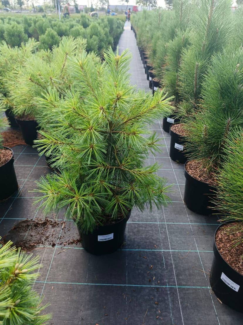 Сосна веймутова Минима