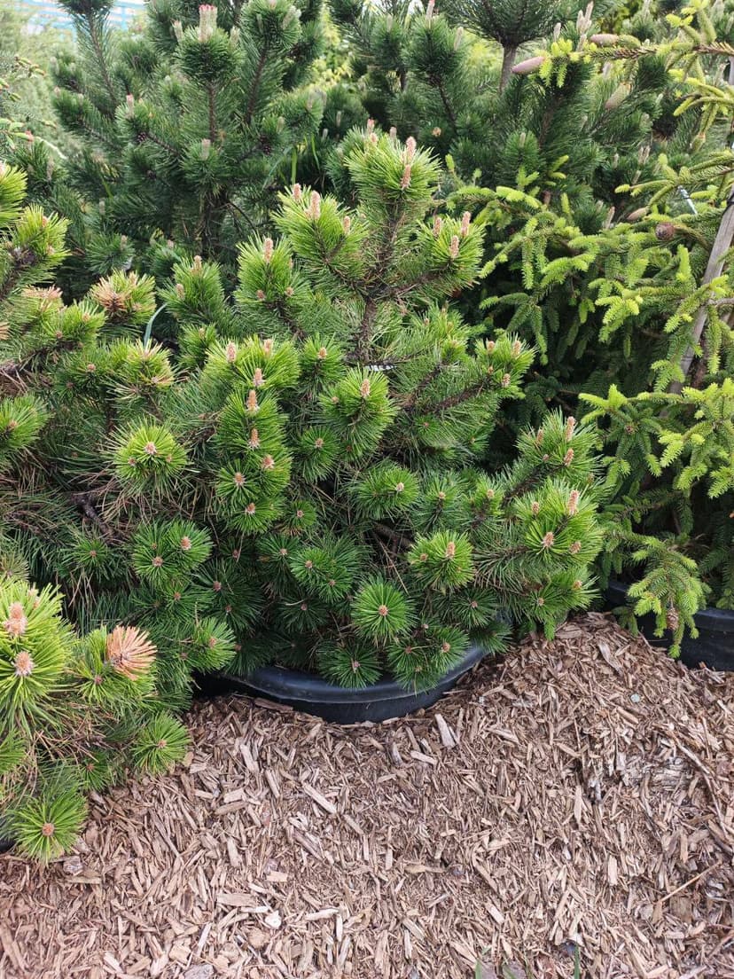 Сосна черная Хорнибрукиана