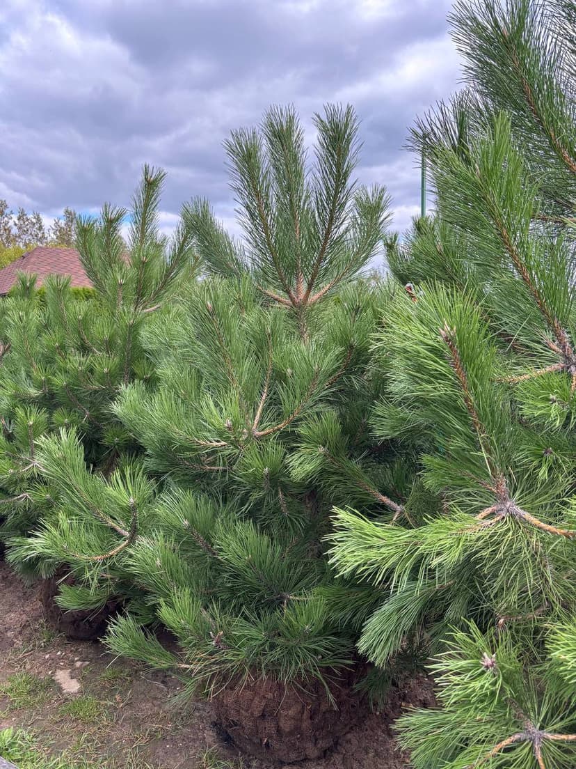 Сосна черная