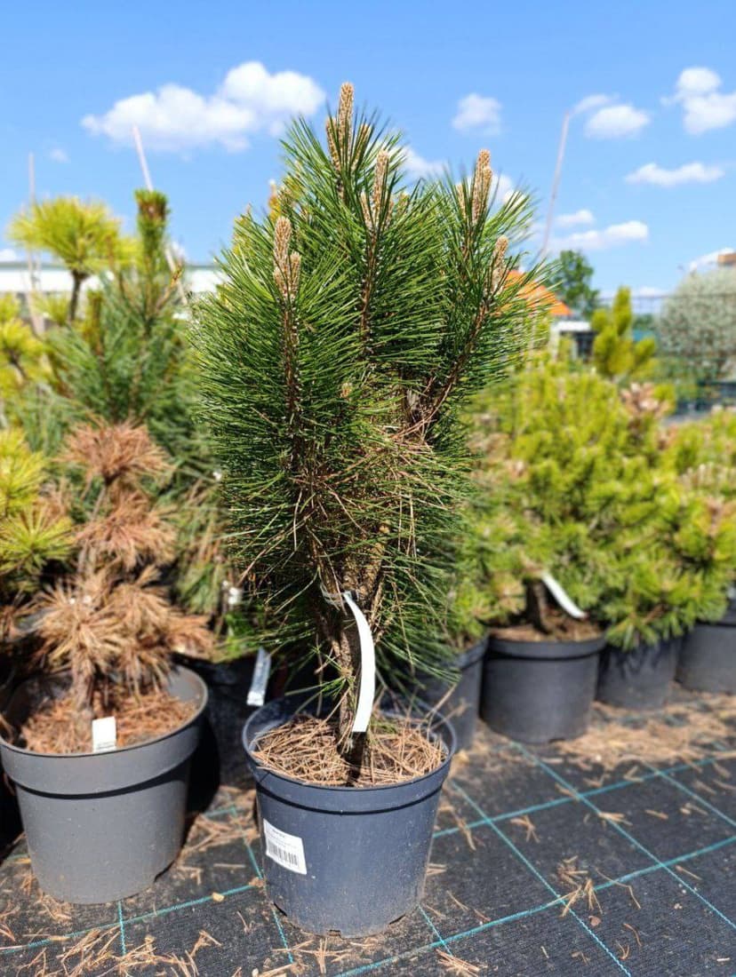 Сосна черная Ронделло