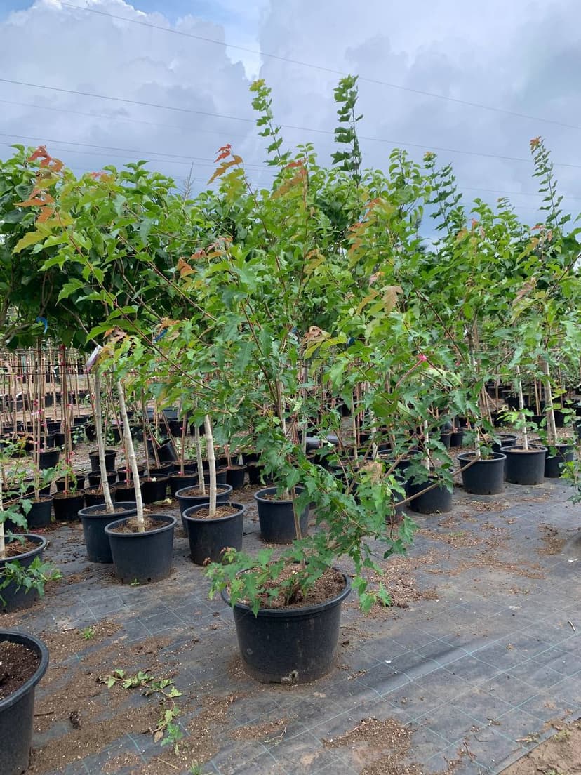 Клен Гиннала