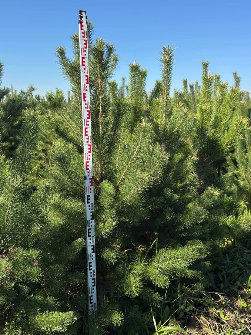 Сосна черная Крымская