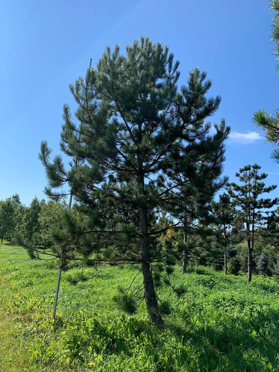 Сосна черная крупномер - изображение 1