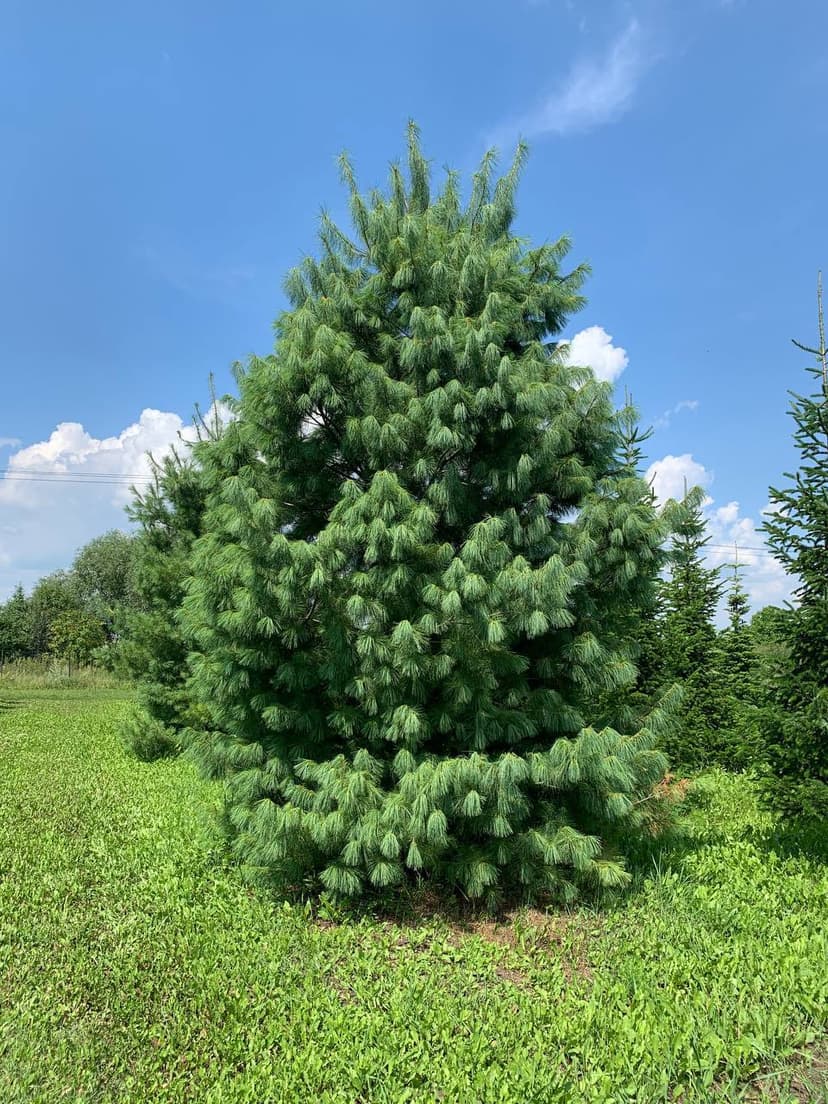 Сосна веймутова