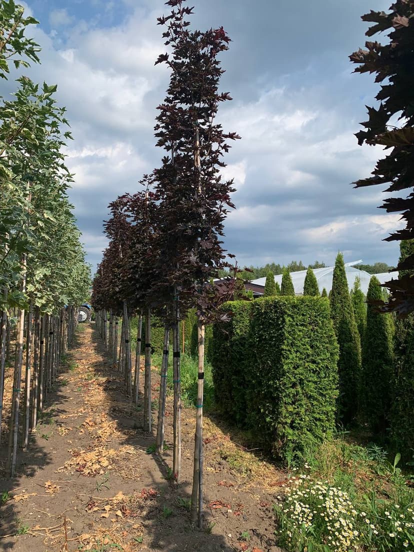 Клен остролистный Кримсон Сентри