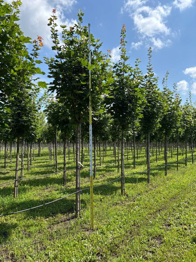 Клен остролистный