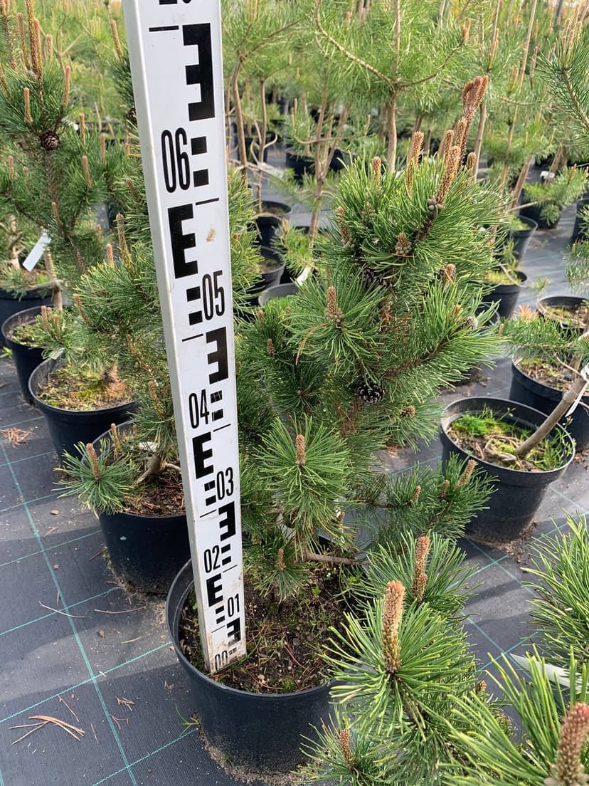 Сосна горная Пал Малетер