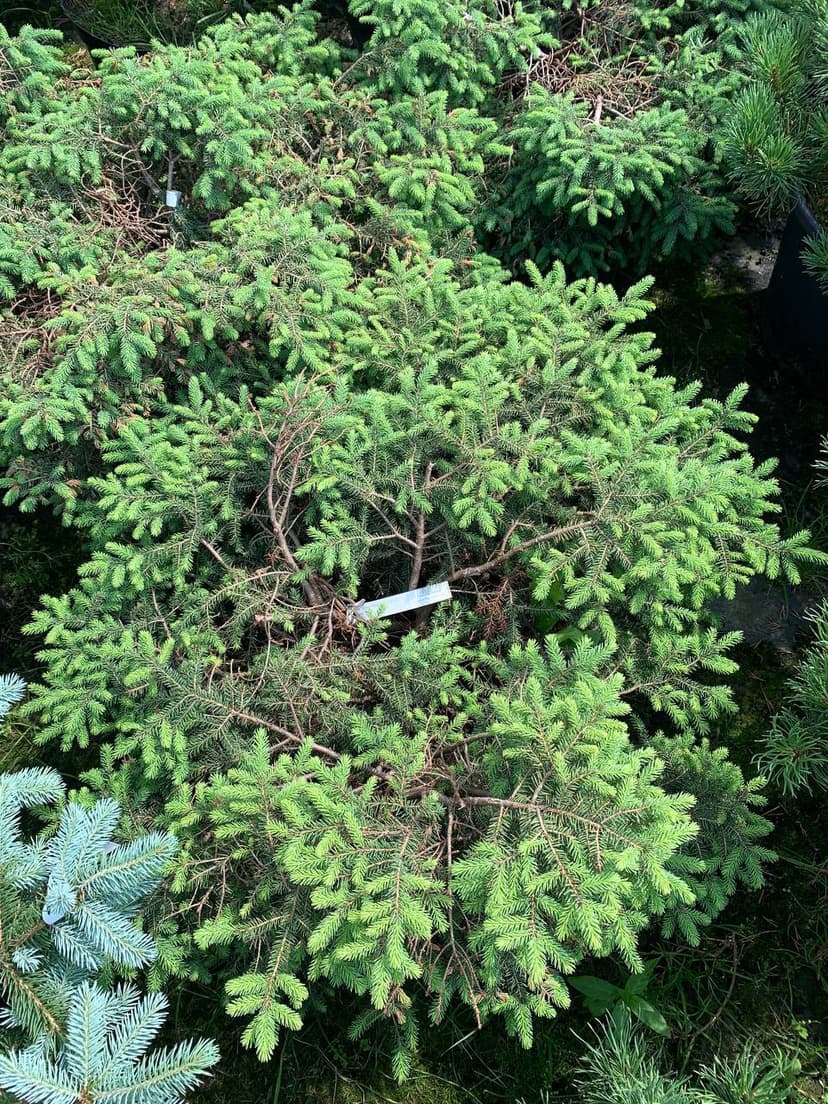 Ель черная Нана
