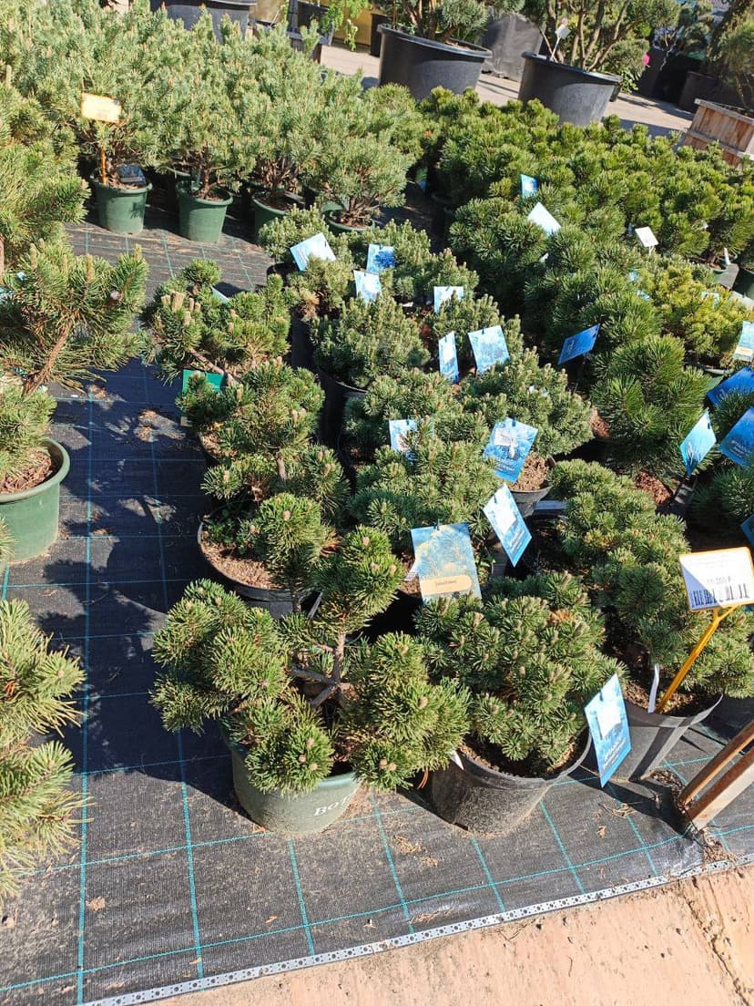 Сосна горная Якобсен