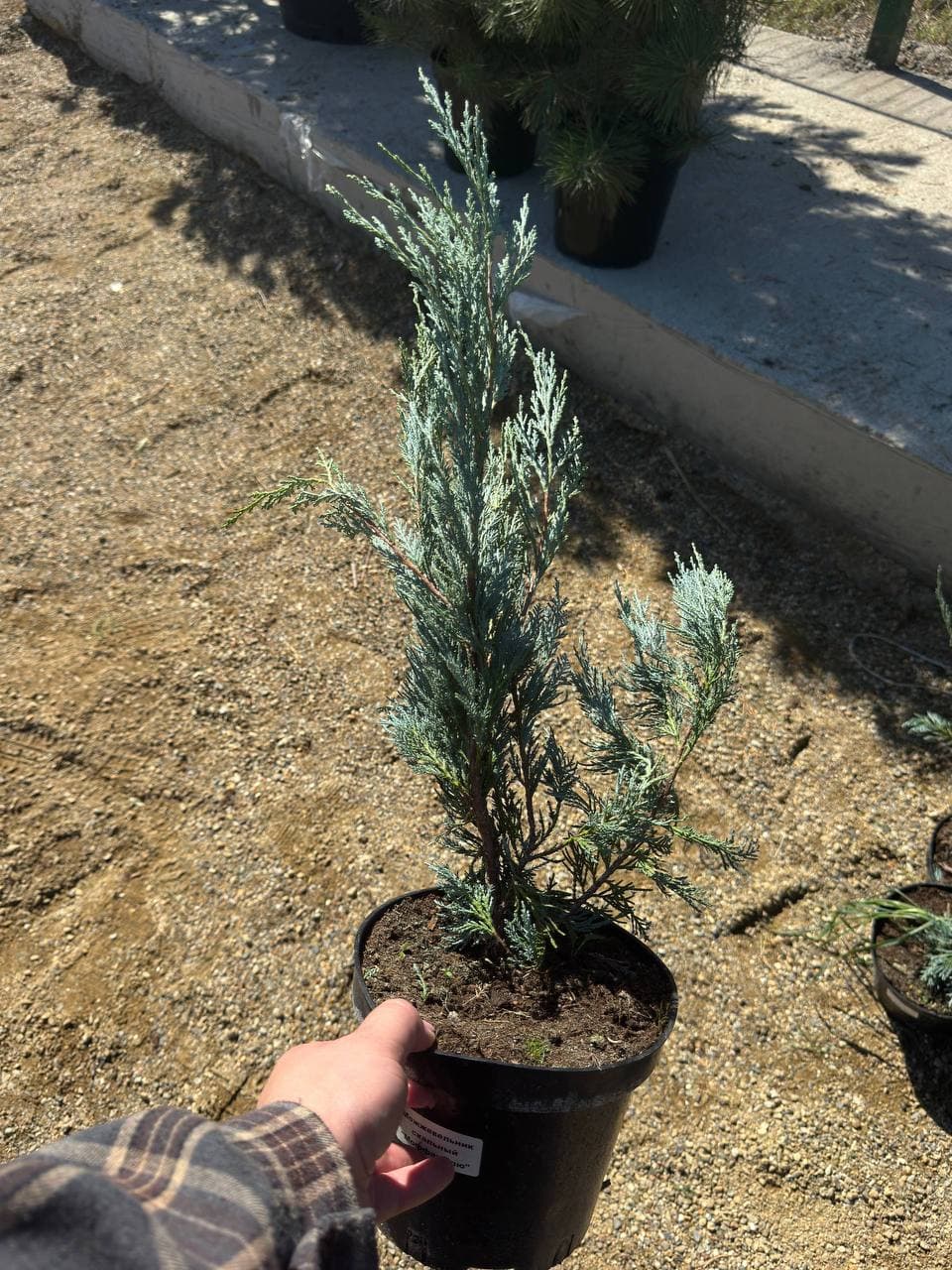 Можжевельник скальный Моффат Блю - изображение 1