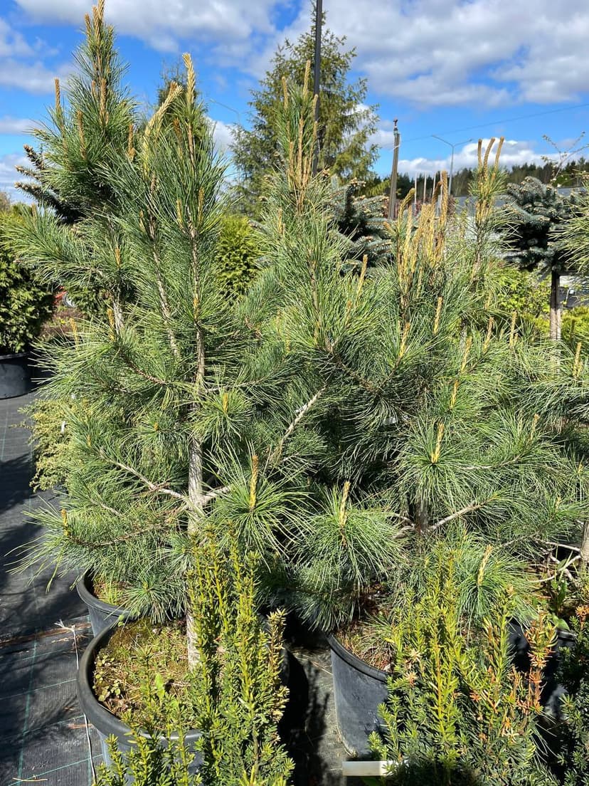 Сосна кедровая сибирская