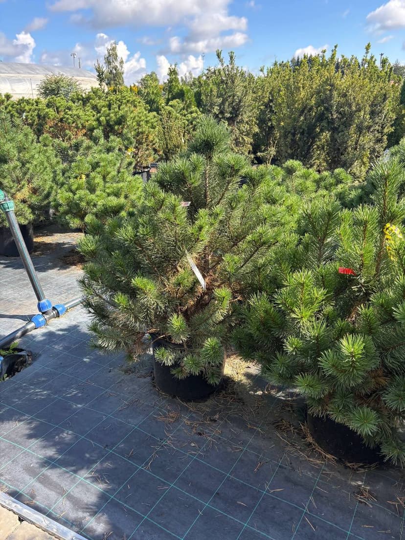 Сосна горная Уницината