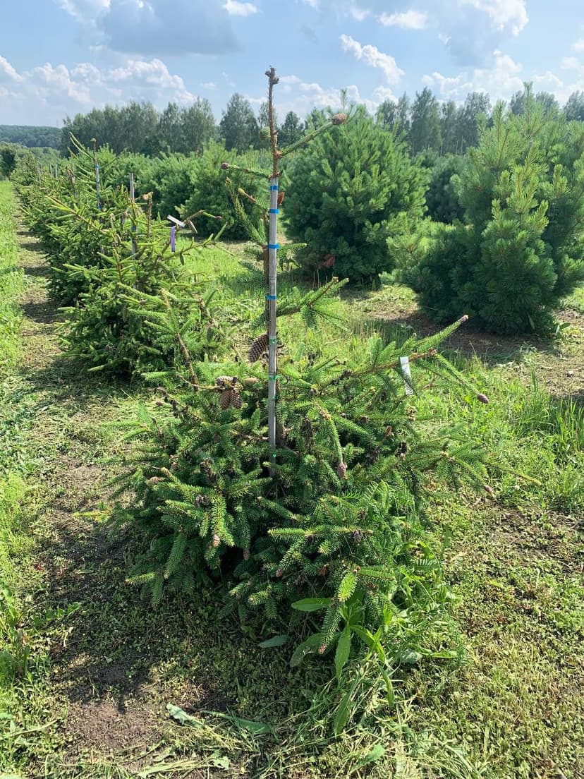 Ель обыкновенная Акрокона