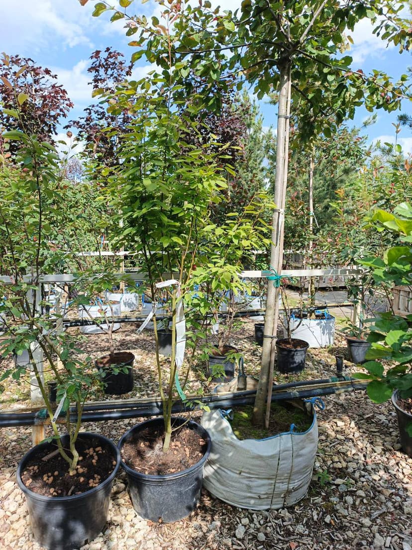 Ирга канадская Ламарка Балерина