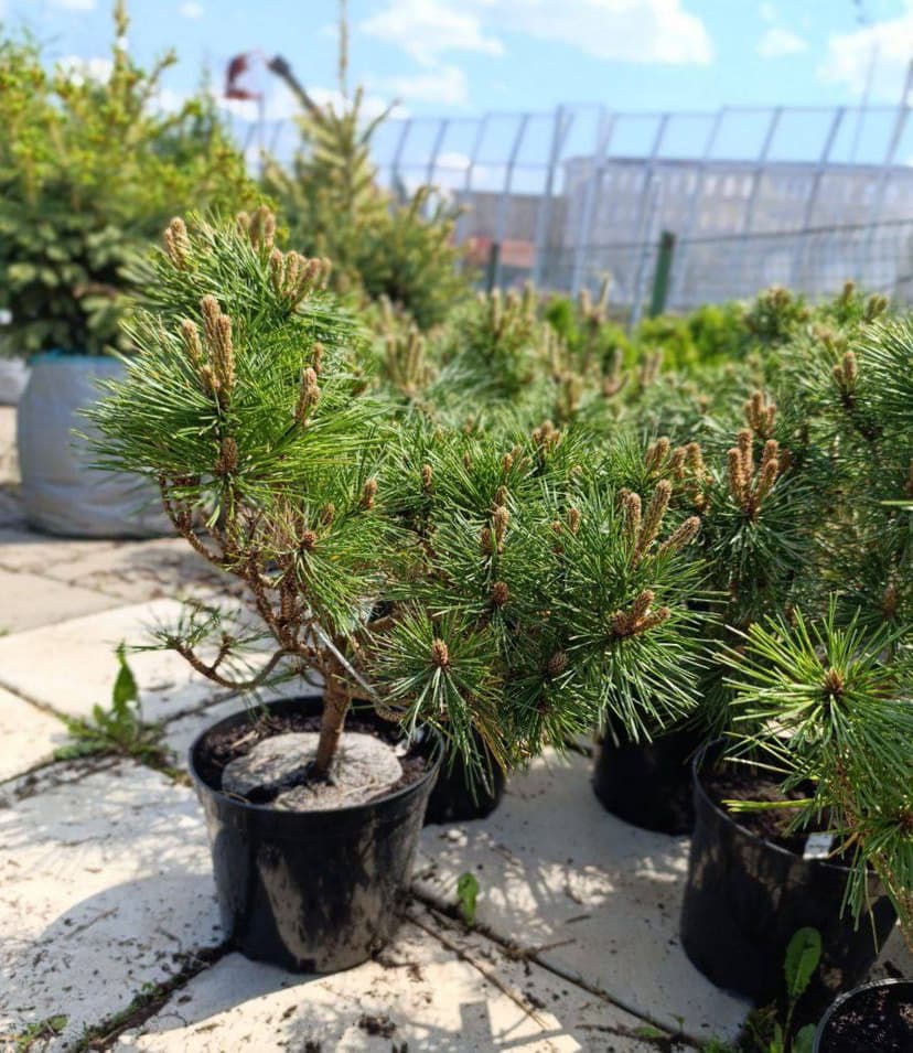 Сосна черная Бенелюкс