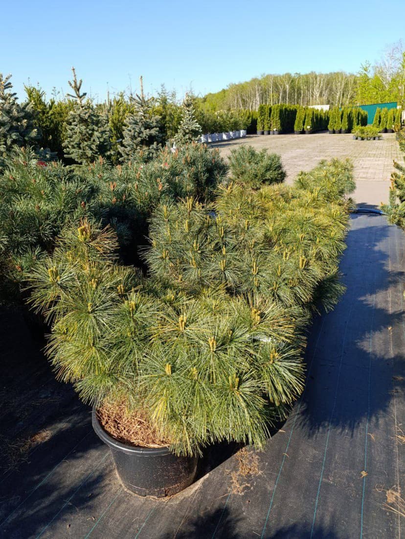 Сосна веймутова Блю Шег