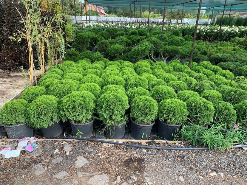 Туя западная Даника