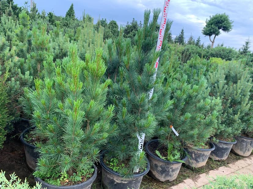 Сосна кедровая Глаука