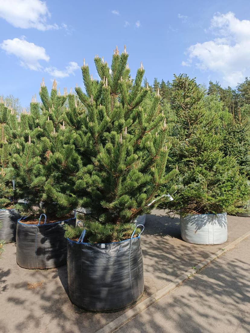 Сосна горная Риги