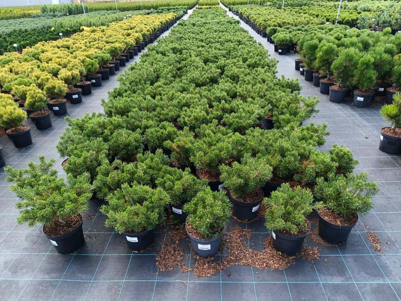 Сосна горная Клостергрюн