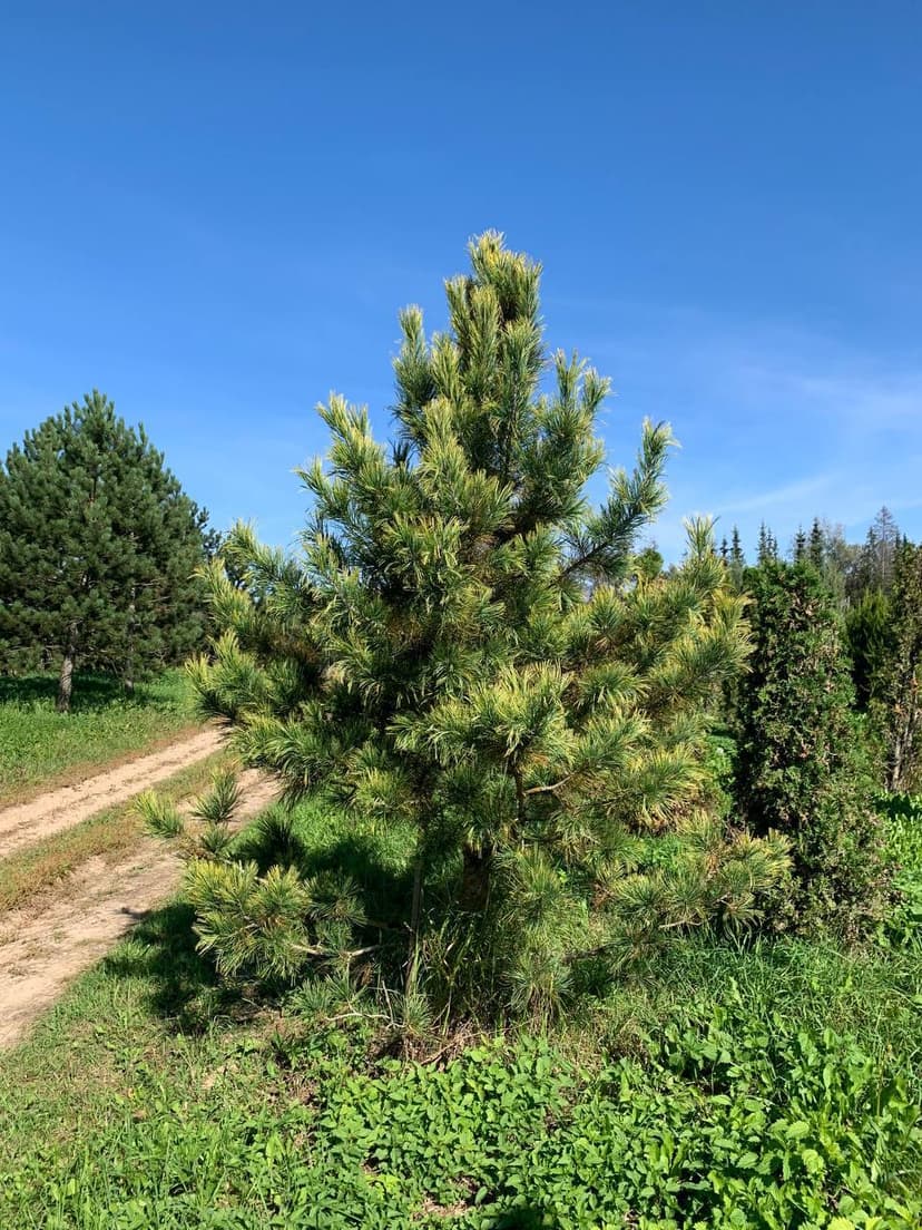 Сосна кедровая Ауреа