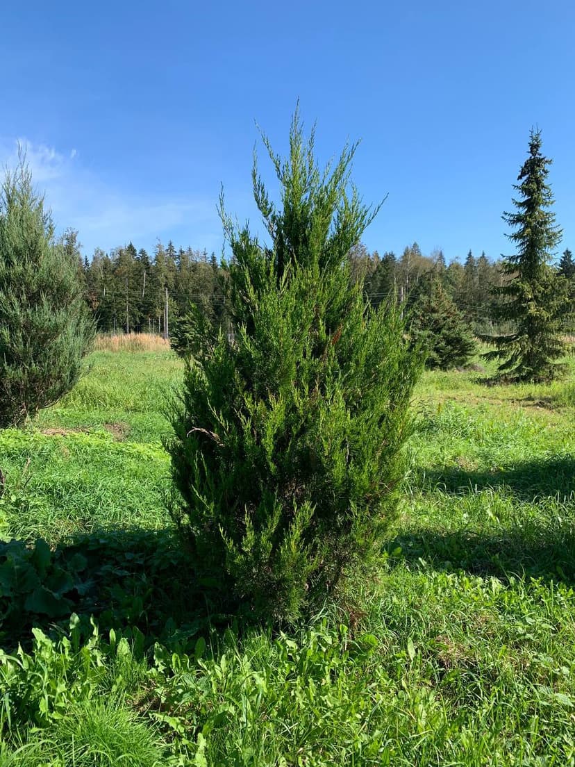 Можжевельник китайский Спартан