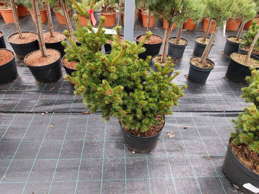 Ель колючая Лаки Страйк