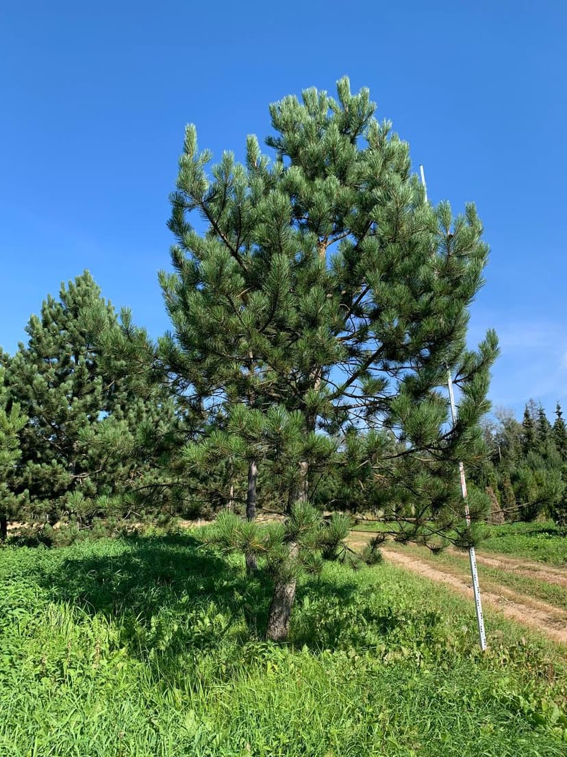 Сосна черная крупномер