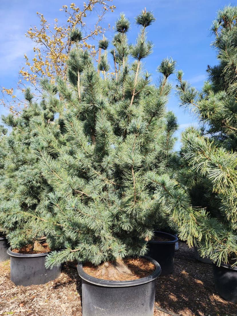 Сосна кедровая корейская Сильверей