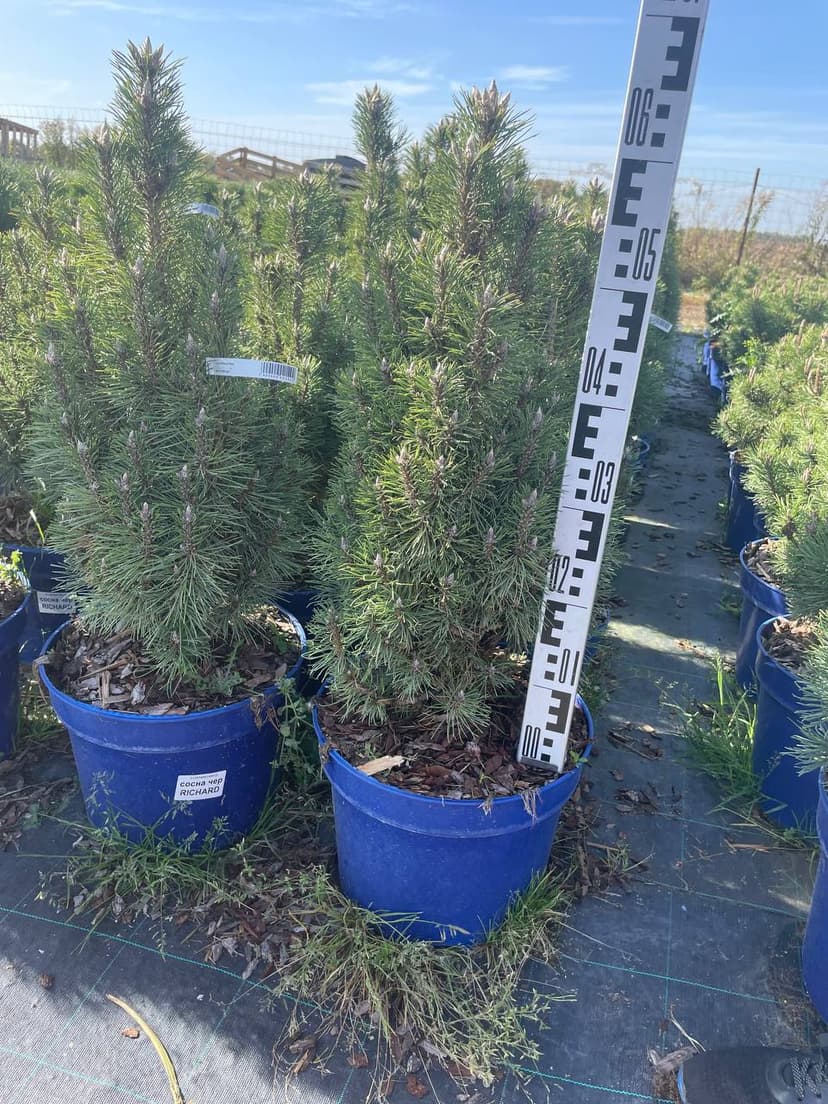 Сосна черная Ричард