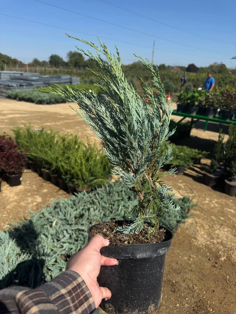 Можжевельник скальный Моффат Блю