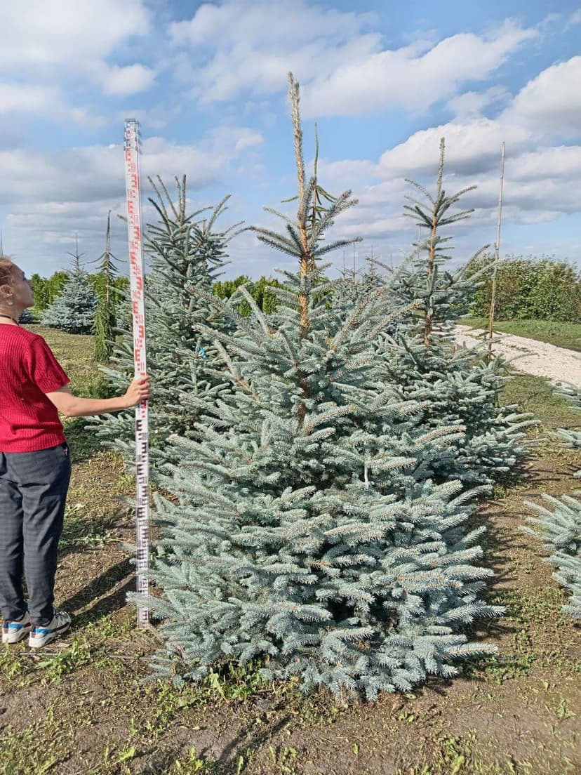 Ель колючая Фат Альберт