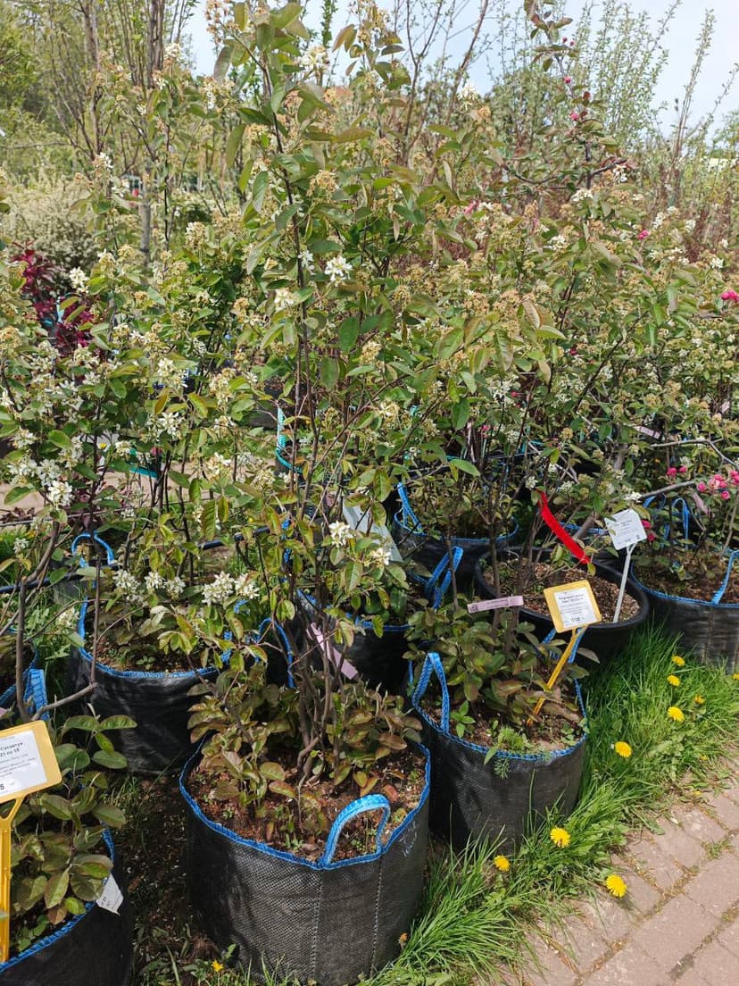 Ирга канадская Саскатун Берри