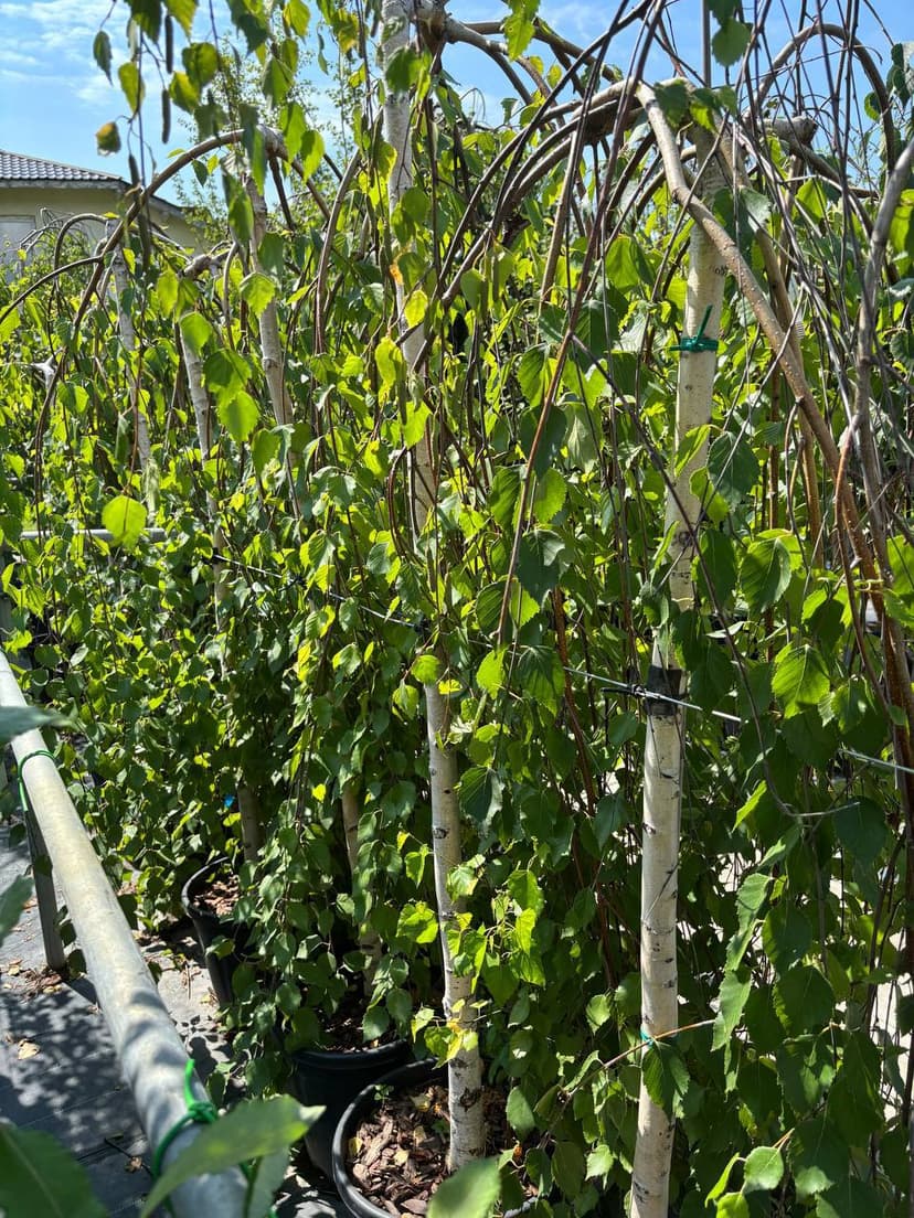 Береза полезная Лонг Транк