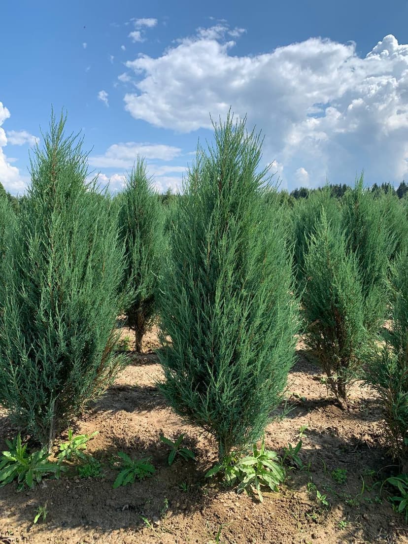 Можжевельник скальный Блю Эрроу